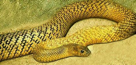 Oxyuranus Microlepidotus Inland Taipan Fierce Snake Dangerous