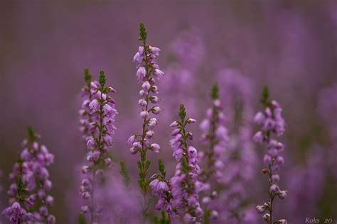 Tracked on and listed on the following. Heide Foto & Bild | makro, natur, landschaft Bilder auf ...