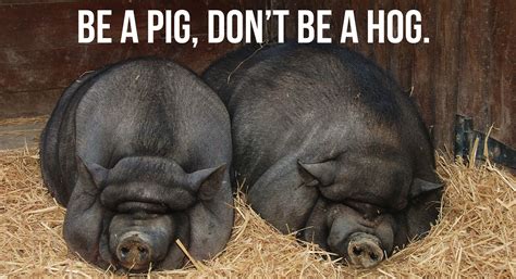 Pigs Get Fat Hogs Get Slaughtered Tee See Tee