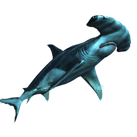 Maybe you would like to learn more about one of these? Image - AC4DB - Hammerhead Shark.png | Assassin's Creed Wiki | FANDOM powered by Wikia