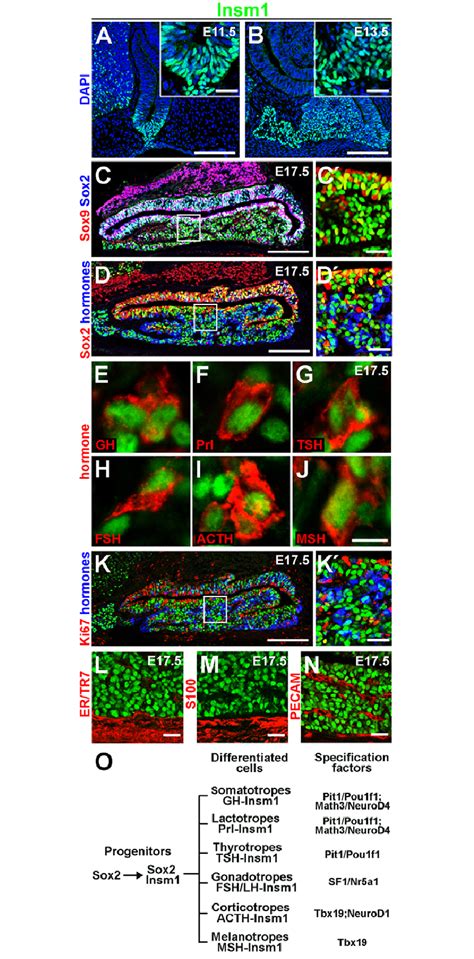 Expression Of Insm In The Developing Mouse Pituitary A N Insm