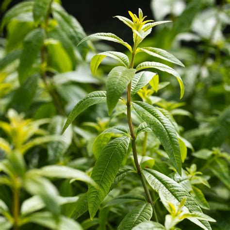 Timeless Lemon Verbena Essential Oil Helps Soothe Respiratory Tract
