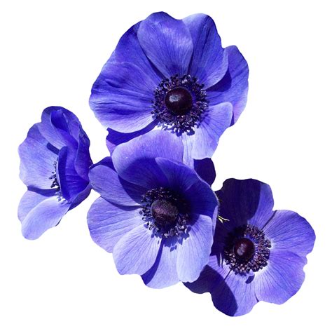 Download Purple Flowers Png Image For Free