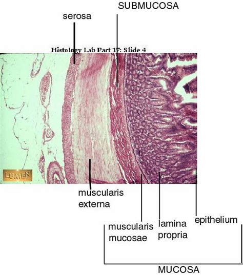 Pin By Katherine Macdonald On Science Histology Slides Vet Medicine