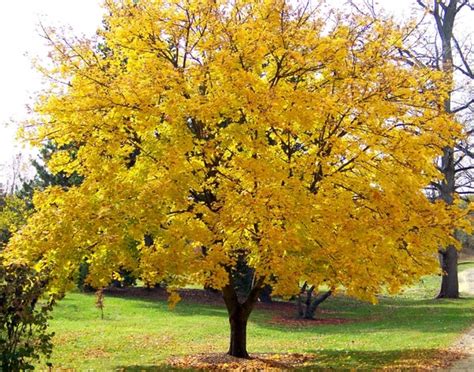 Yellow Maple Tree 196232 Photos Free Download