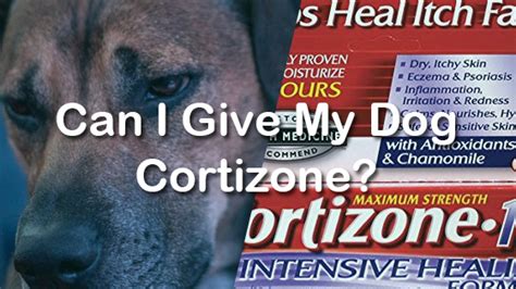 Can I Give My Dog Cortizone Pet Consider