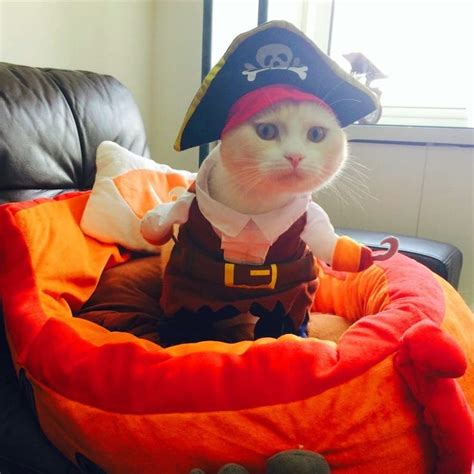 Halloween Funny Pet Clothes Pirate Cat Costume Suit Corsair Etsy