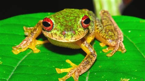 Killer Frog Disease Part Of Earths Sixth Mass Extinction Bbc News