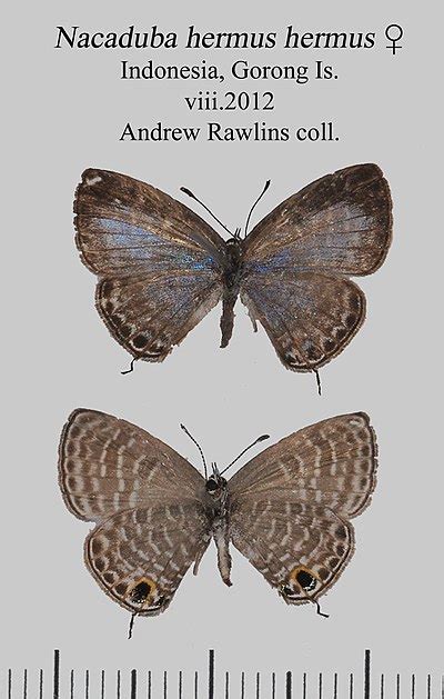 List Of Butterflies Of Sri Lanka Lycaenidae Wikiwand