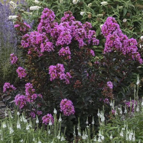 Lagerstroemia Barista Sweet Macchiato Kiefer Nursery Trees Shrubs