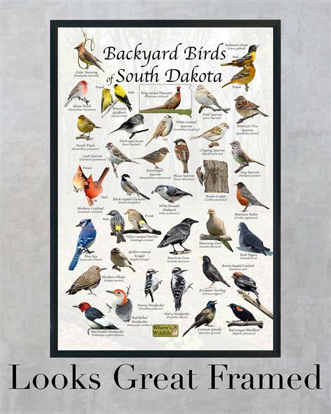 10 Most Common Backyard Birds In South Dakota Birds Flock