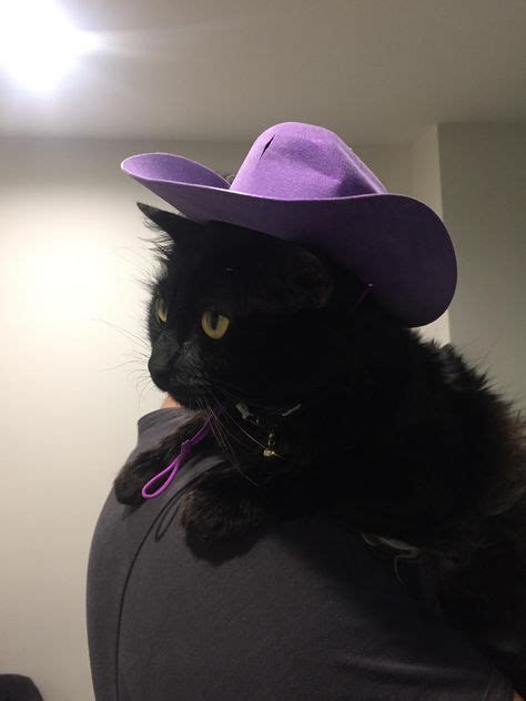 25 Best Cats In Cowboy Hats Ideas Cats Cowboy Hats Cute Animals