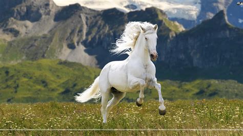 Comment must not exceed 1000 characters. Beautiful White Horse Background Wallpaper 07652 - Baltana