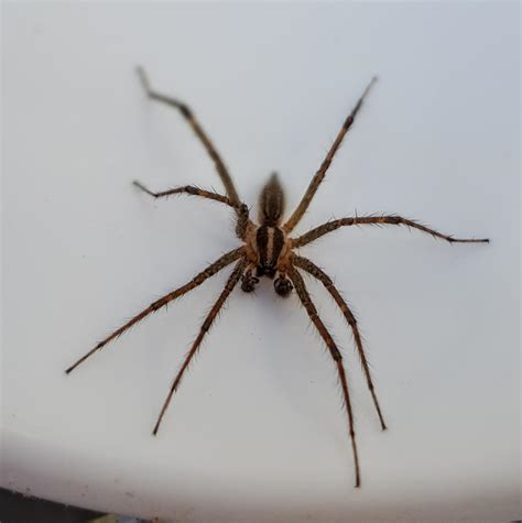 Male Grass Spider I Think In Massachusetts Rspiders