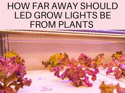 In comparison, fluorescent bulbs should be at least 12 inches away, and incandescent bulbs should. How Far Away Should LED Grow Lights Be From Plants ...