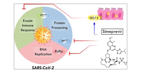 Simeprevir Potently Suppresses Sars Cov Replication And Synergizes