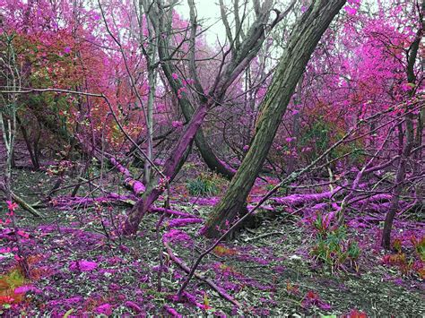 Winter In The Pink Forest David Gwinnutt