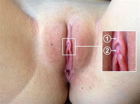 Clitoris Anatomy Illustration Sex HQ Images Site Comments 1