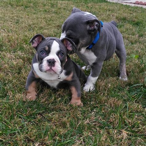 English Bulldogge Info Temperament Puppies Pictures