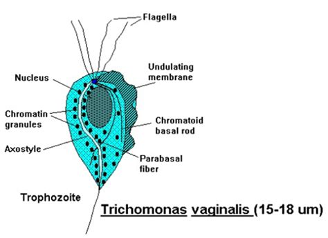 Trichomonas Vaginalis Antigens Creative Diagnostics