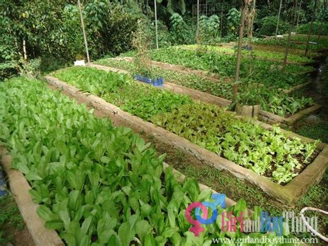 Organic Agriculture A Booming Business In The Philippines