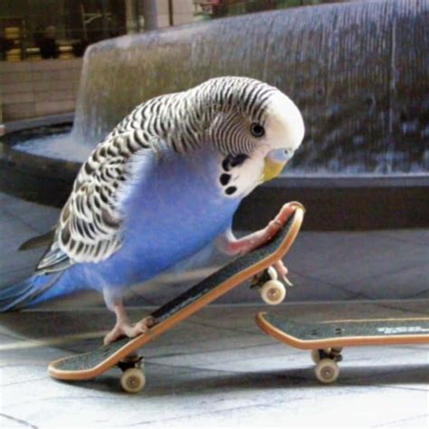 Download Funny Skateboarding Bird Picture
