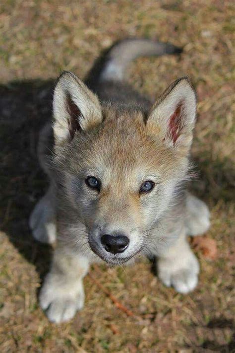 Baby Animals Wolf Pup Aww Photography Magazine