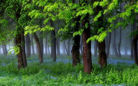 Nature Landscape Spring Forest Grass Wildflowers Mist Green