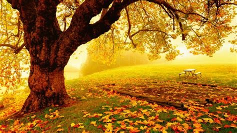 Loc De Picnic De Toamna Desktop Wallpapers Autumn Landscape Spring