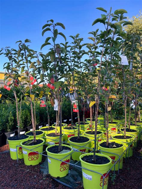 Dwarf Apple Pink Lady Cv Cripp S Pink Rockbank Nursery