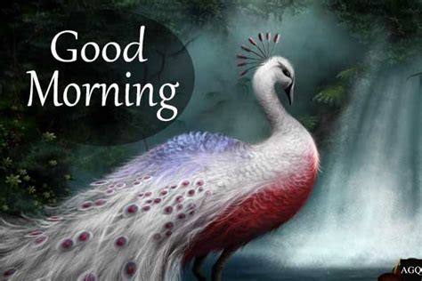 Beautiful Peacock Good Morning Images Good Morning Pictures