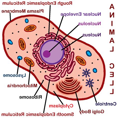 The diagram, like the one above, will include labels of the major parts of an animal cell including the cell membrane, nucleus, ribosomes, mitochondria, vesicles, and cytosol. Animal Cell Drawing at GetDrawings | Free download