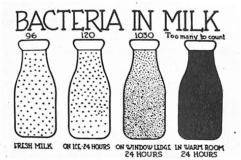 Bacteria In Milk