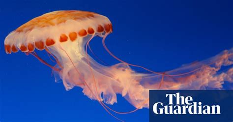What Do Jellyfish Teach Us About Climate Change John Abraham