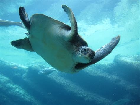 Free Photo Animals Underwater Aquarium Sea Swim Water Ocean Max Pixel