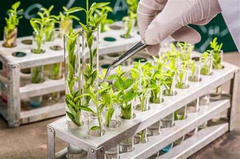 Viewpoint Crispr And Other New Plant Breeding Technologies Nbts Can