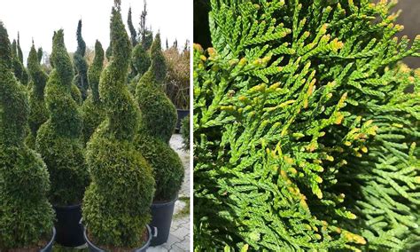 Thuja Occidentalis Smaragd White Cedar Spiral Thuja Occidentalis