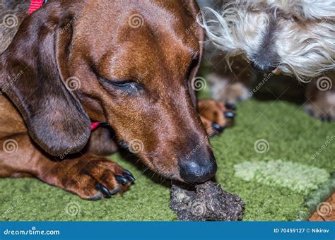 Dachshund Dog Eating His Food With His Friend Charming Shaggy Dog Stock