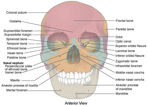 The Skull Anatomy And Physiology I