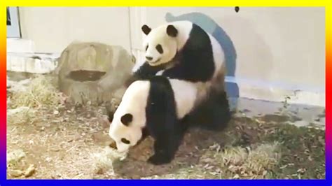 Two Panda Courting Then Mating At The Zoo Youtube
