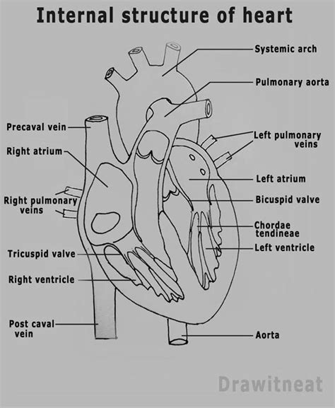 Draw It Neat How To Draw Internal Structure Of Mammalian Heart
