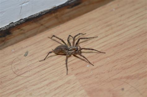 Need Help To Identify Mid Michigan Possibly Nursery Web Spiders