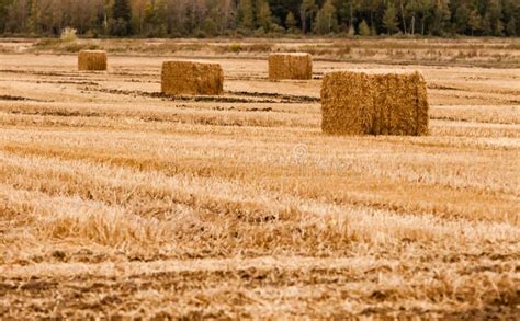 Square Hay Bales Stock Photo Image Of Golden Square 1358960