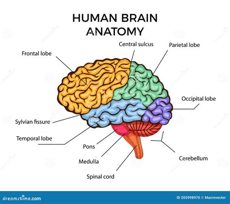 anatomía cerebral humana ilustración del vector ilustración de mente 205998970