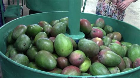 Mango Production In Puerto Rico Youtube
