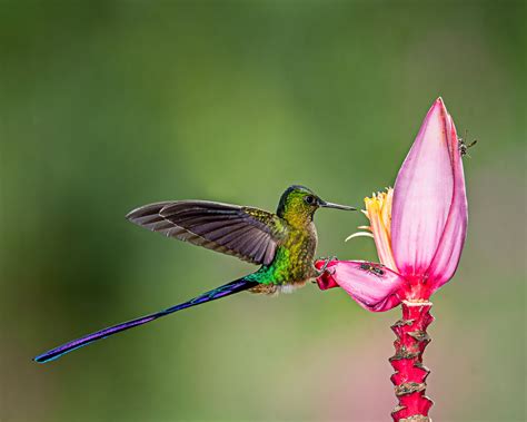 Green And Purple Hummingbird Perched On Pink Flower Hd Wallpaper