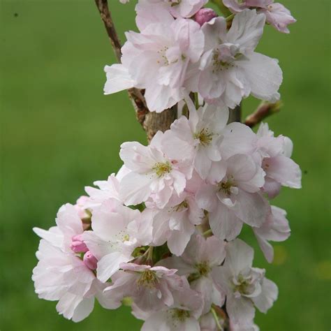 Prunus Amanogawa Japanese Flowering Cherry In 2020 Japanese Flowers Small Trees For