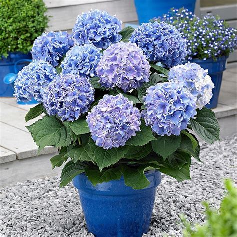 Jual Bibit Tanaman Hias Bunga Blue Hydrangea Di Lapak Bibit Tabulampot