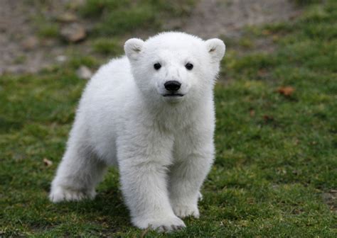 Cute Knut The Polar Bear Died Of Rare Disease Toronto Star