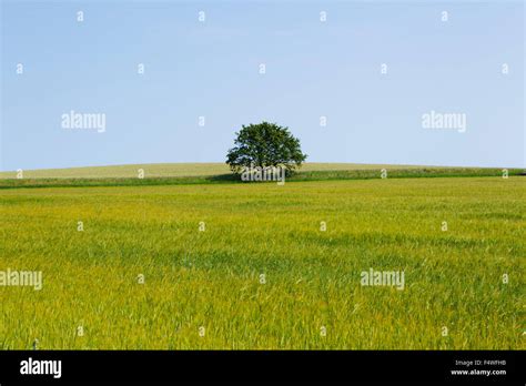 Single Tree In Field Stock Photo Alamy